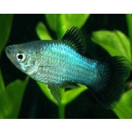 6 blue wag platys