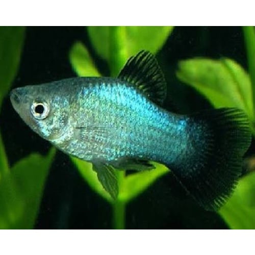 6 blue wag platys