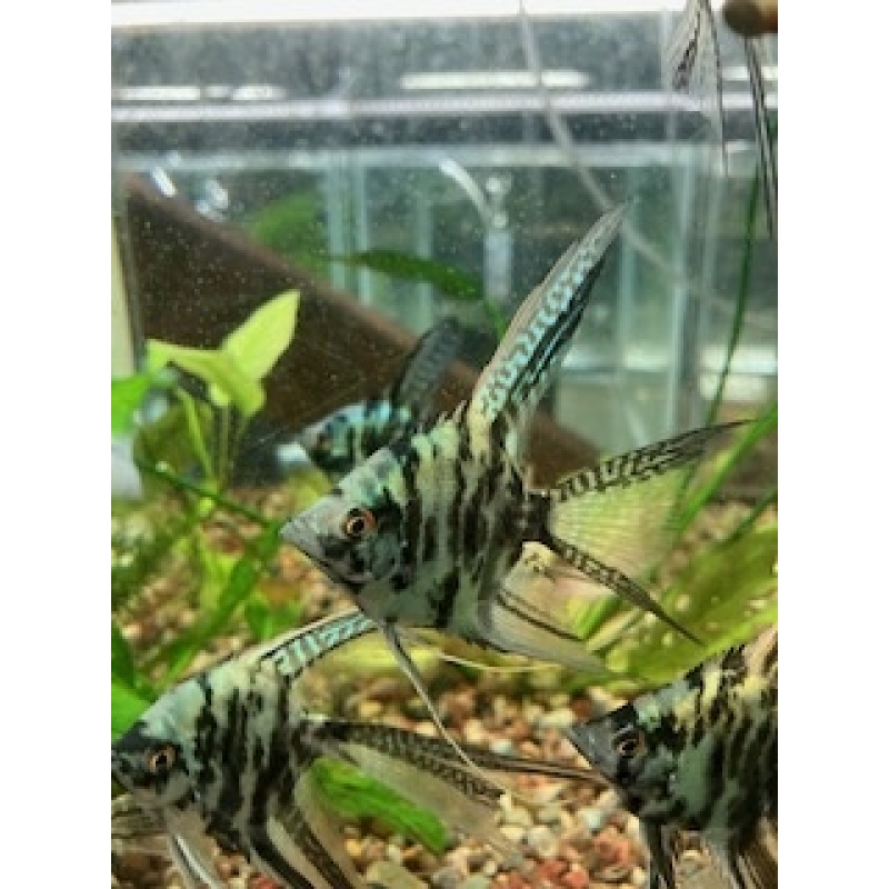 Angelfish