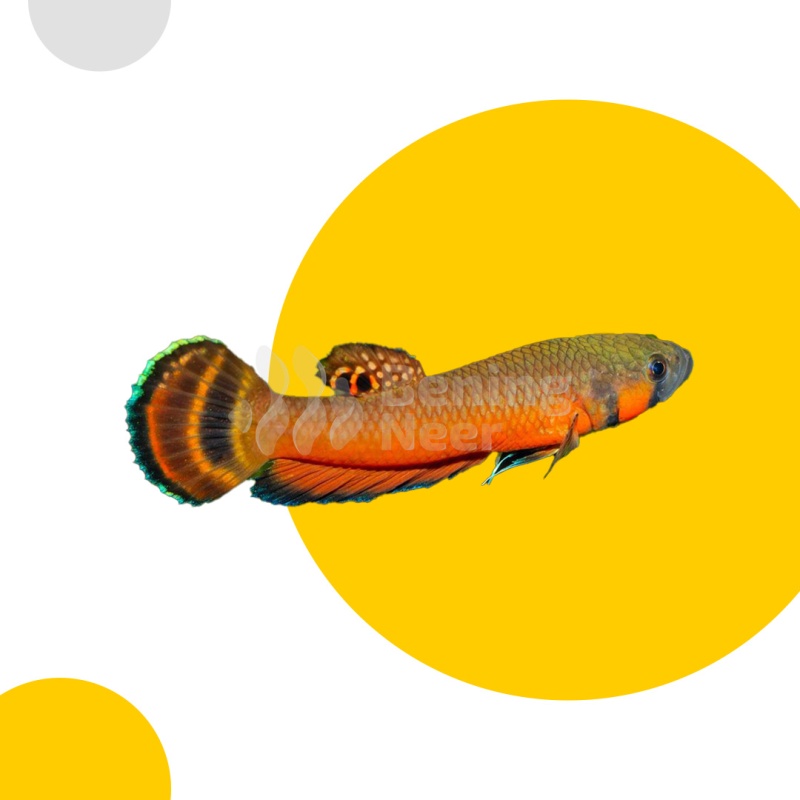 Betta macrostoma Pair