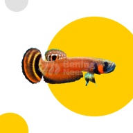 Betta macrostoma Pair