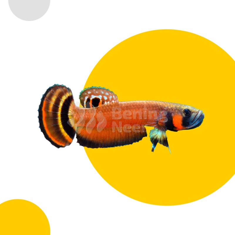 Betta macrostoma Pair
