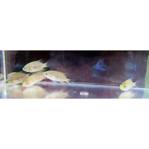 4 bocourti cichlids