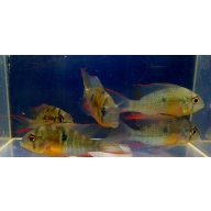 4 bolivian rams