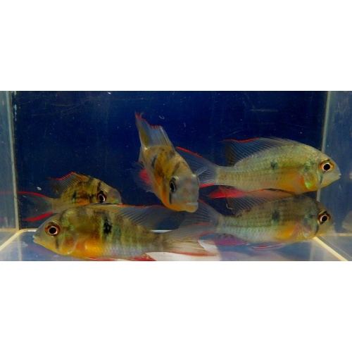 4 bolivian rams