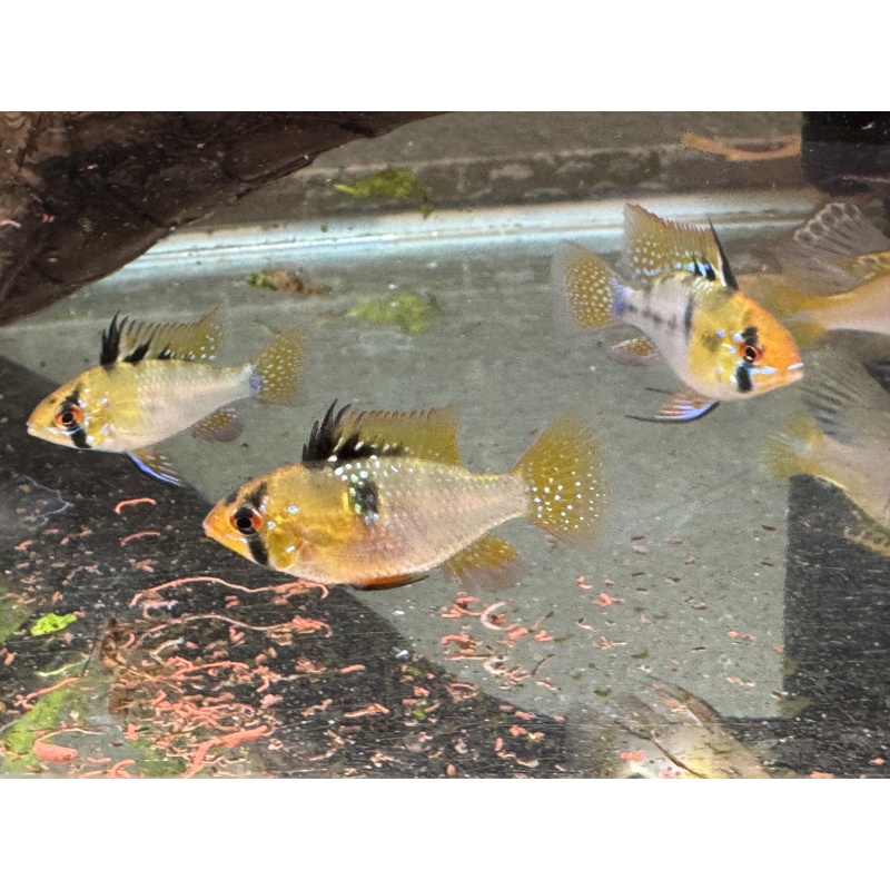WYSIWYG 6 Blue ram young breeders
