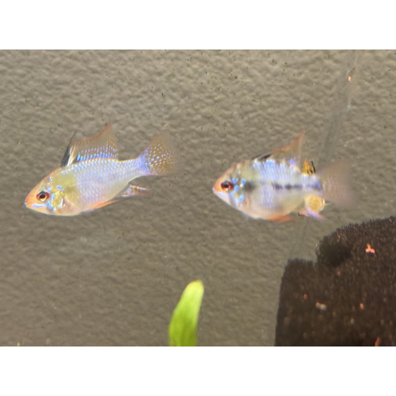 WYSIWYG 6 Blue Ram breeders, males and females, FREE SHIPPING