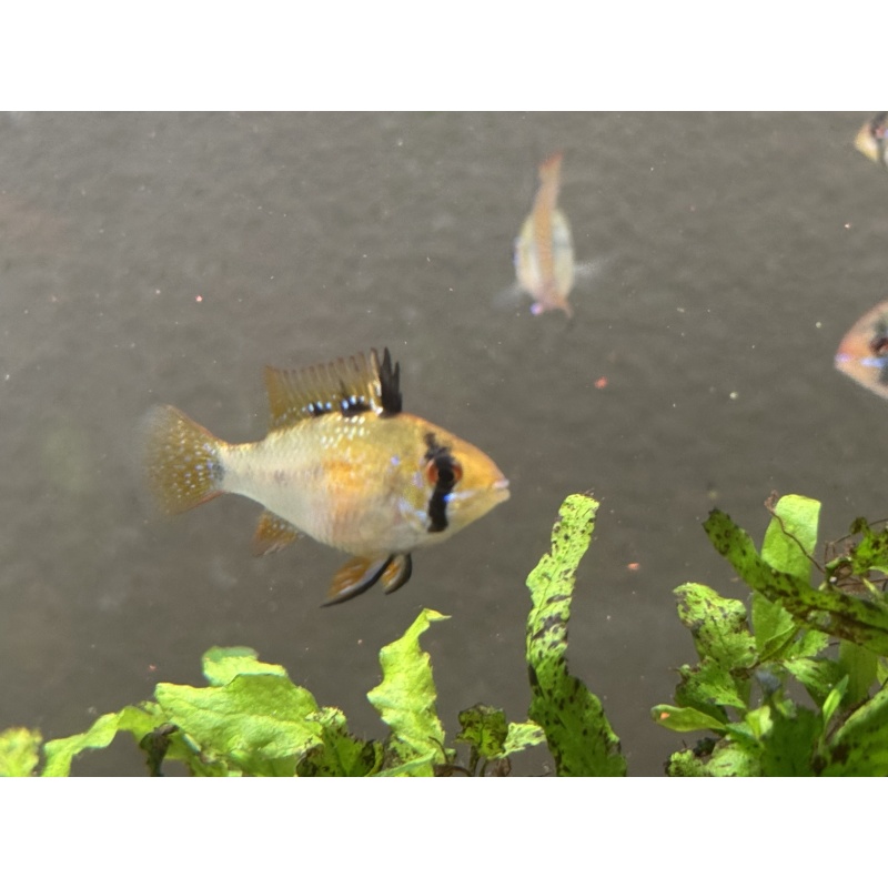 WYSIWYG 6 Blue Ram breeders, males and females, FREE SHIPPING