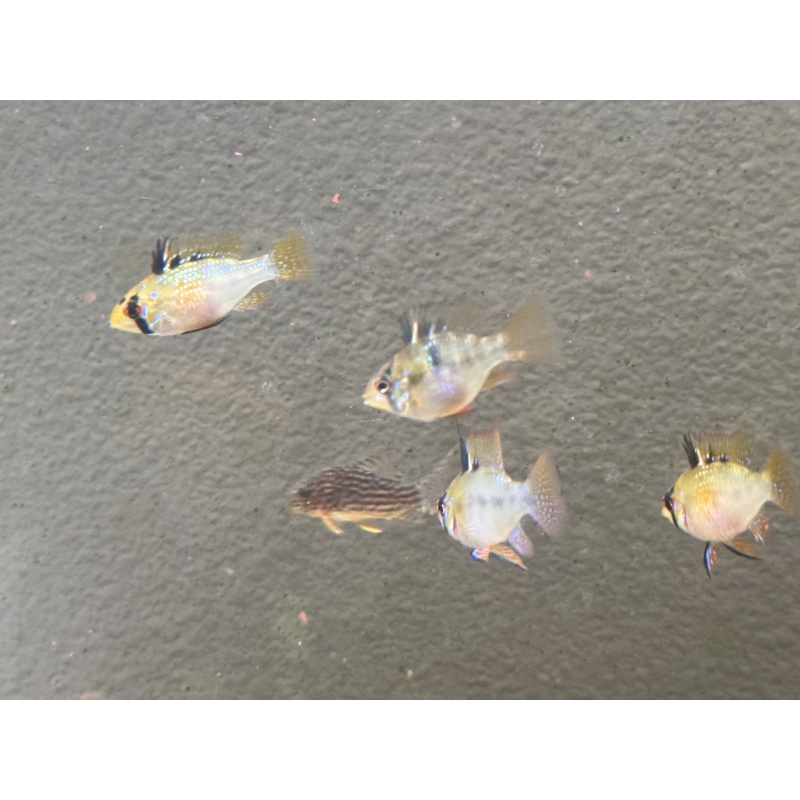 WYSIWYG 6 Blue Ram breeders, males and females, FREE SHIPPING