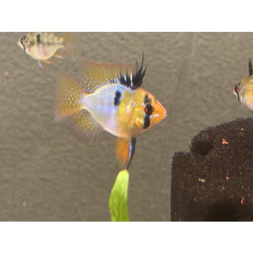WYSIWYG 6 Blue Ram breeders, males and females, FREE SHIPPING