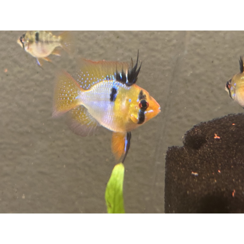 WYSIWYG 6 Blue Ram breeders, males and females, FREE SHIPPING