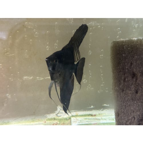 Proven Pinoy Angelfish Breeding Pair, 1st spawn, huge one! FREE SHIPPING