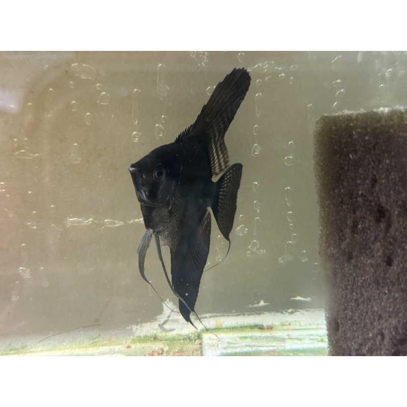 Proven Pinoy Angelfish Breeding Pair, 1st spawn, huge one! FREE SHIPPING