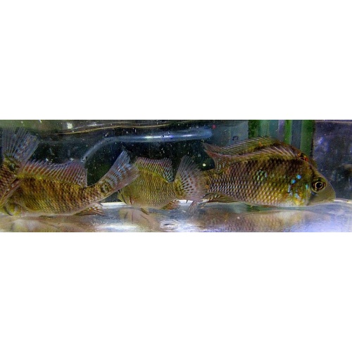 4 geophagus brasiliensis