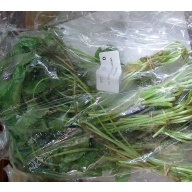 12 bunches, 36 plus stems of brazilian pennywort