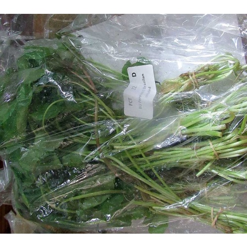 12 bunches, 36 plus stems of brazilian pennywort