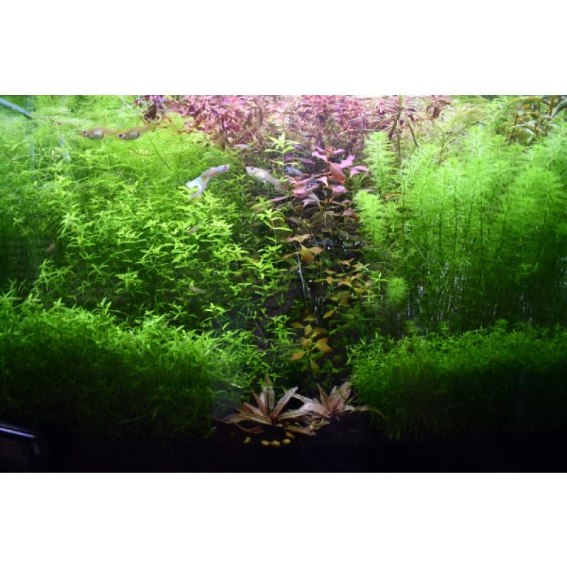 Greenradial selected breeding trio