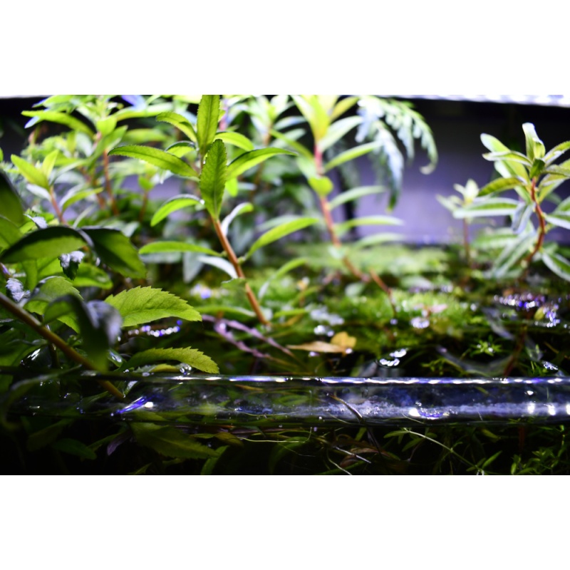 BlueLazuli selected breeding trio