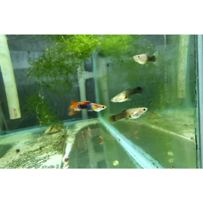 Red Panda selected breeding trio