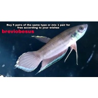 protect from extinction wild betta breviobesus pair