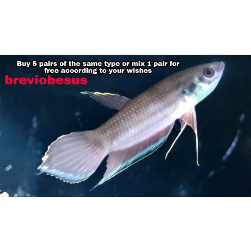 protect from extinction wild betta breviobesus pair