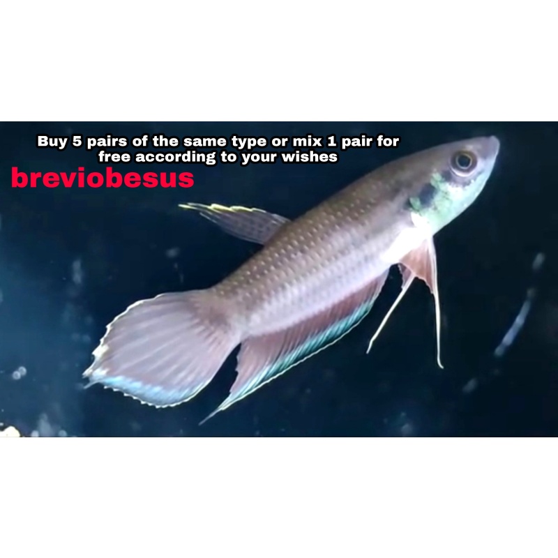 protect from extinction wild betta breviobesus pair