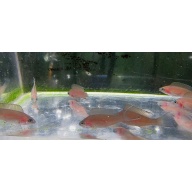 4 brichardi