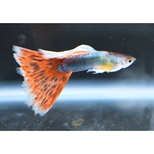 BrightPoppy selected breeding trio