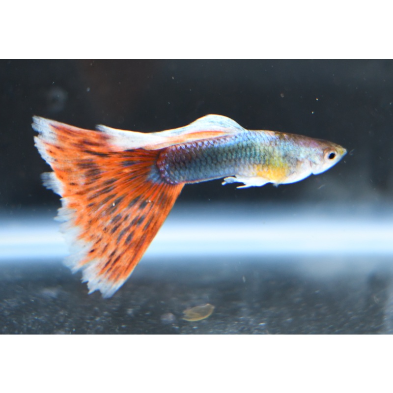 BrightPoppy selected breeding trio