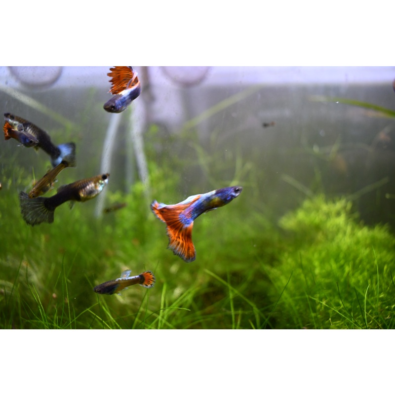 BrightPoppy selected breeding trio