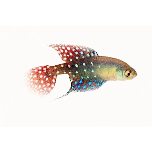 Spectrolebias brousseaui Quimome RDB 2023/01 - Extinct location! x2 young PAIRS!!