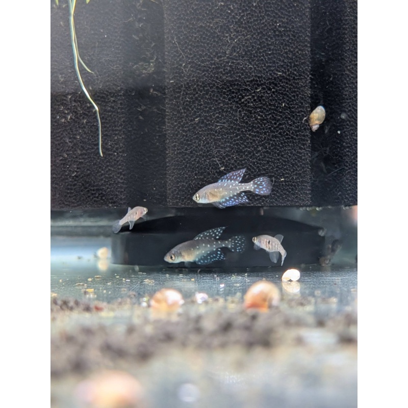 Spectrolebias brousseaui Quimome RDB 2023/01 - Extinct location! x2 young PAIRS!!