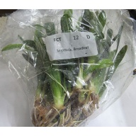 25 broadleaf sagittaria