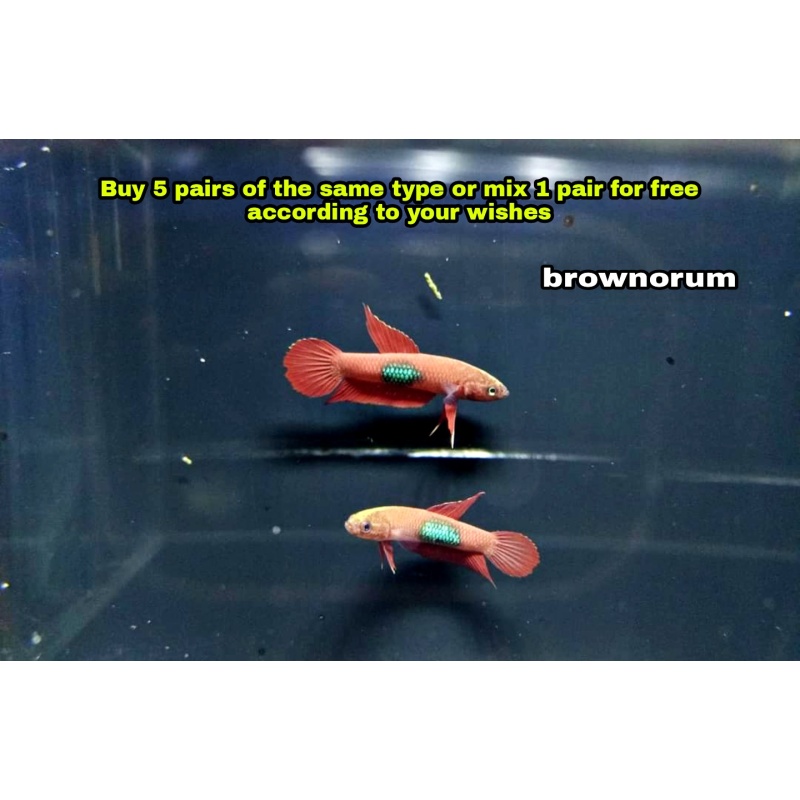 protect from extinction wild betta brownorum pair