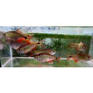 8 buenos aries tetras