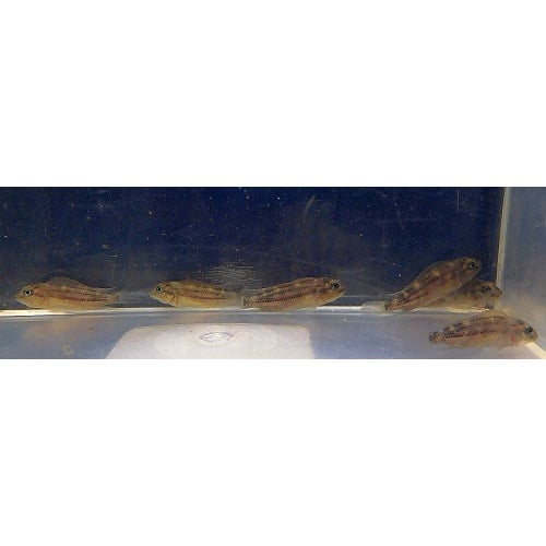 group of 4 gold line buffalo heads