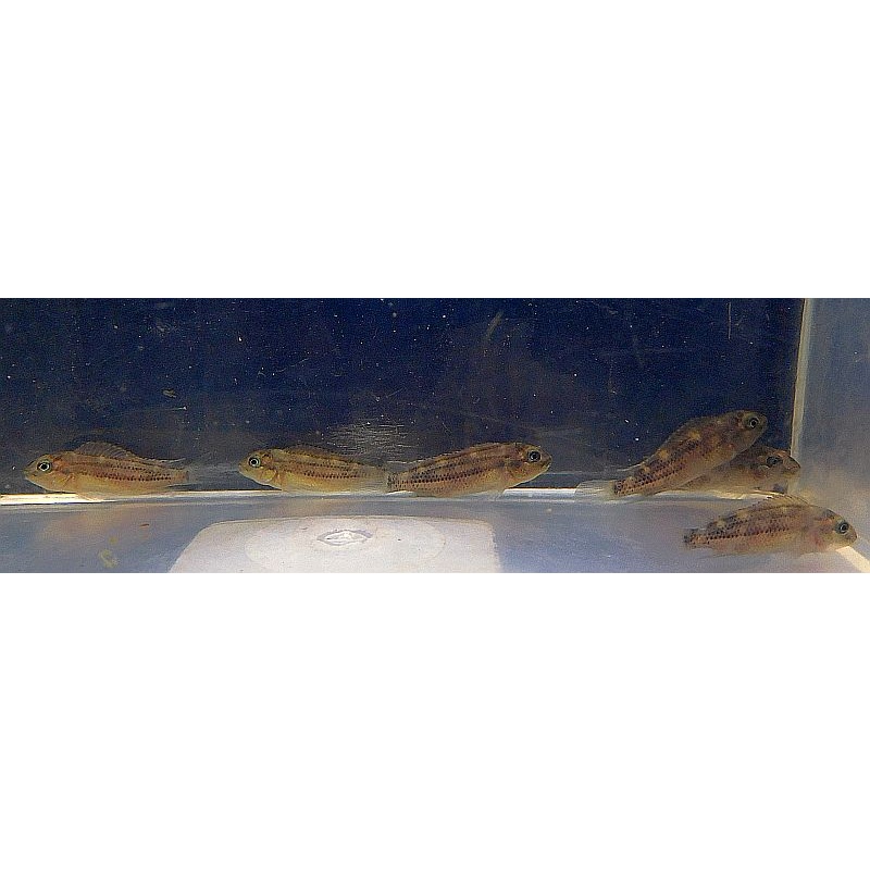 group of 4 gold line buffalo heads