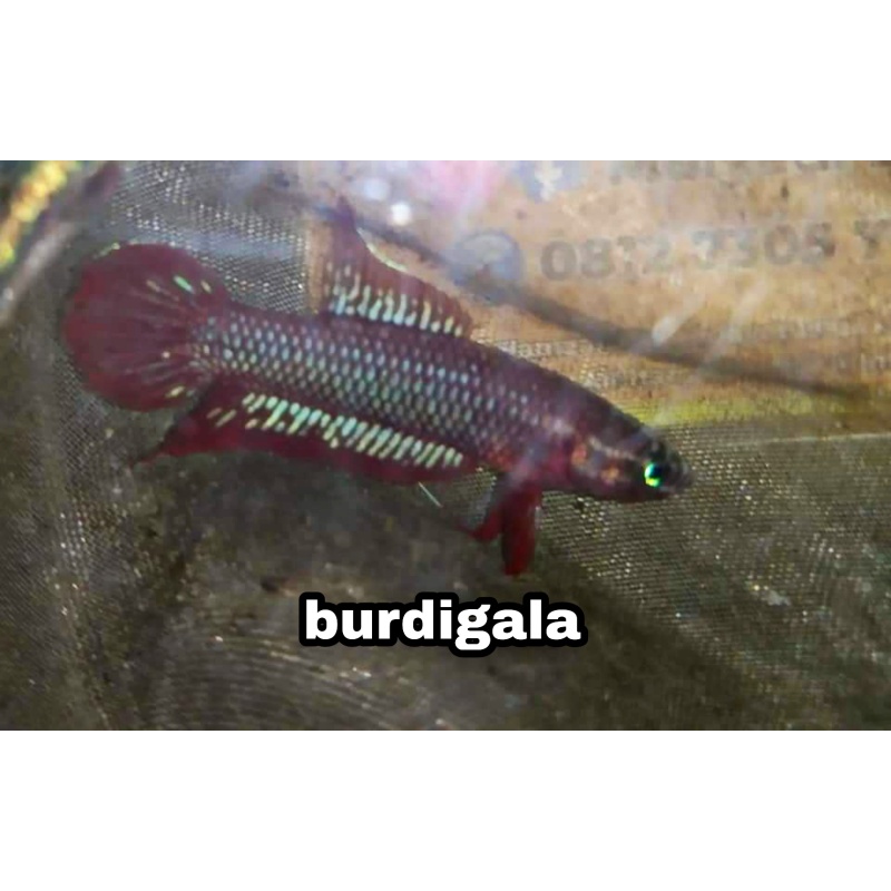 protect from extinction wild betta burdigala pair