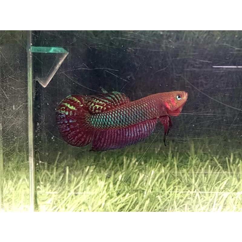 protect from extinction wild betta burdigala pair