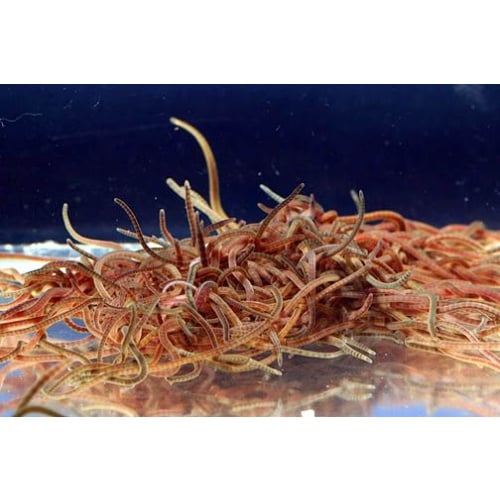 Live black worm with no leech from aquarium, prestine condition