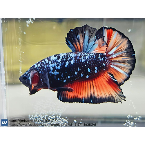 1x Live Orange/Blue Avatar HMPK Male Betta LIVE ARRIVAL GURANTEE (WYSIWYG) F503