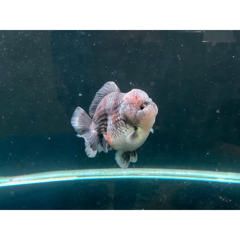 Oranda short tail