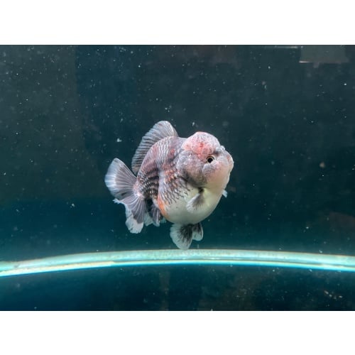 Oranda short tail