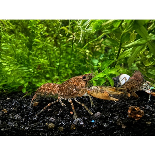 5+1 Cajun Dwarf Crayfish Cambarellus shufeldtii DwarfCray.com