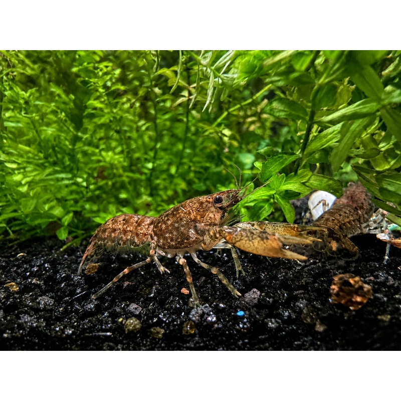 5+1 Cajun Dwarf Crayfish Cambarellus shufeldtii DwarfCray.com