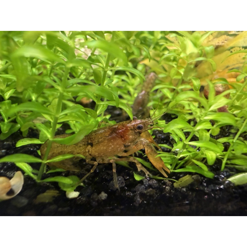 5+1 Cajun Dwarf Crayfish Cambarellus shufeldtii DwarfCray.com
