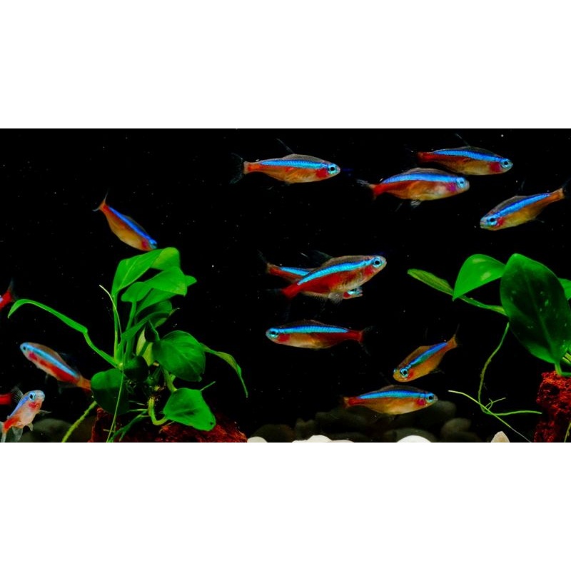 5 large tank raised cardinals