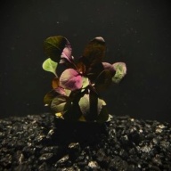 12 cardinal plants