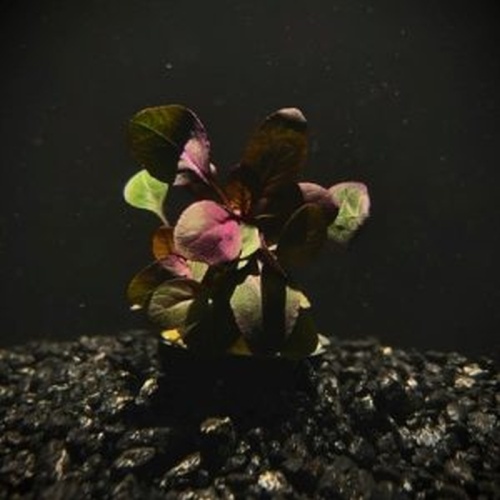 12 cardinal plants