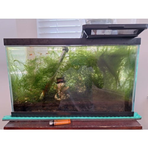 Large Java Moss Portion - 1/2 10 GAL Tank Shipping Included
